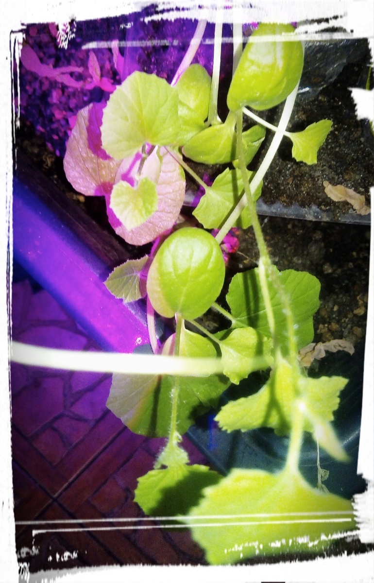 Томаты пошли лучше всех 80 % всходы. Физалисы совсем плохо 10%, дыни, около 20% прорастания, а арбузы вообще не проклюнулись!!!