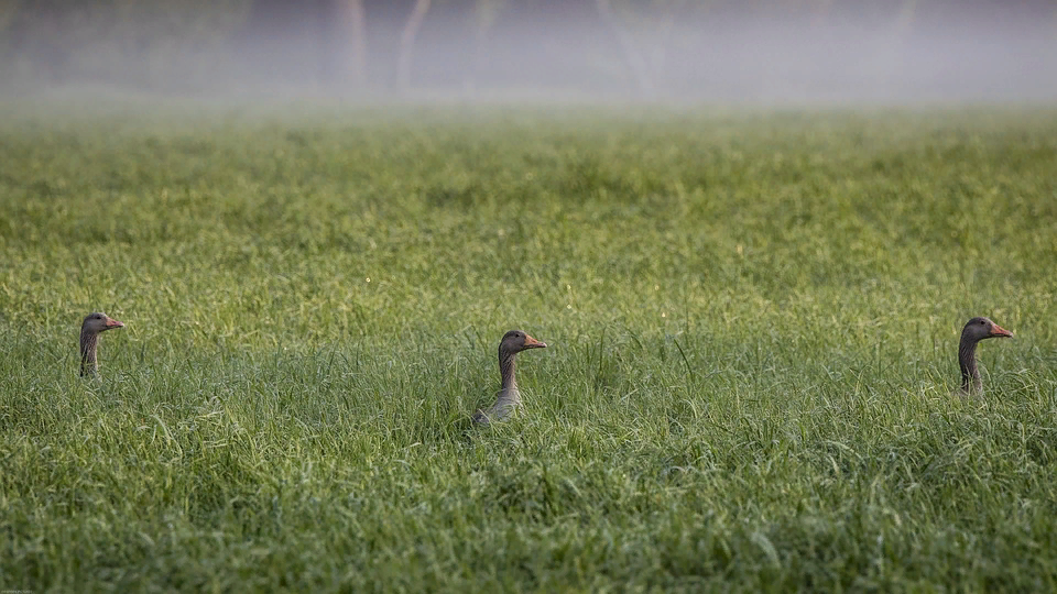 Источник фото: pixabay.com