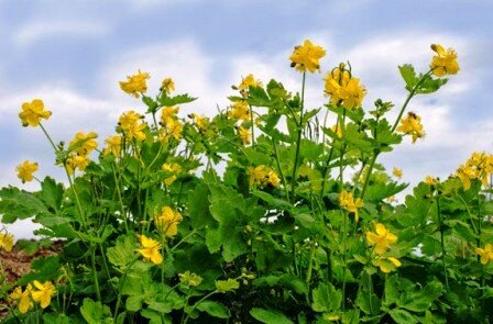 Чистотел большой