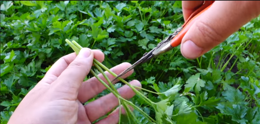 Осторожно срезаю петрушку ножницами. 