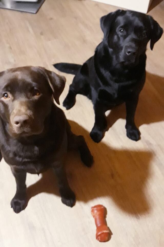 Малыши принесли мне игрушку. 