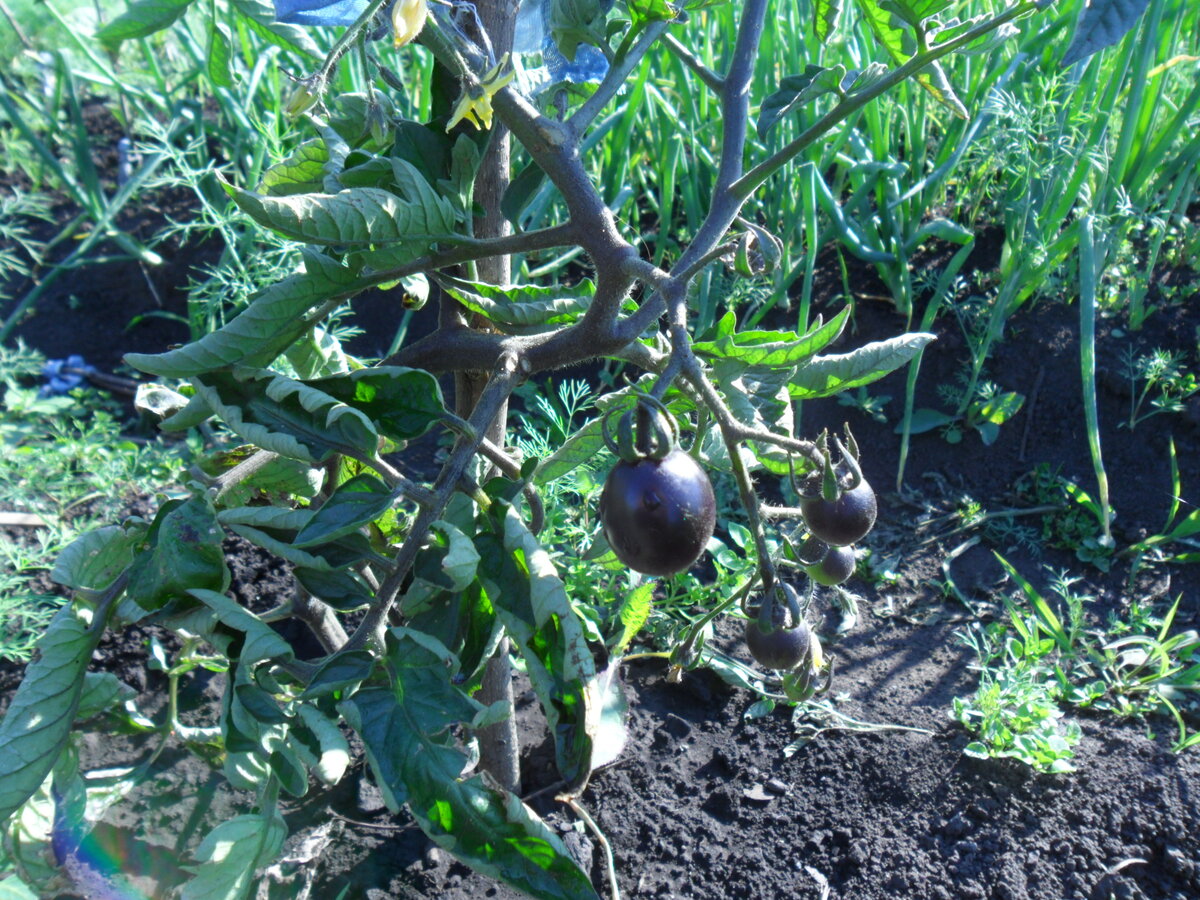 Помидоры спустя 2,5 недели после высадки