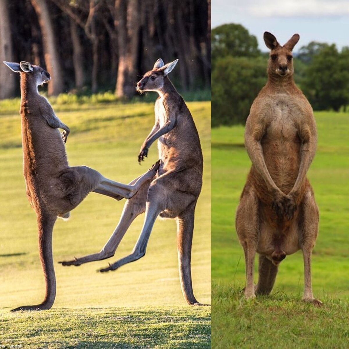 Lmnop koo koo kangaroo