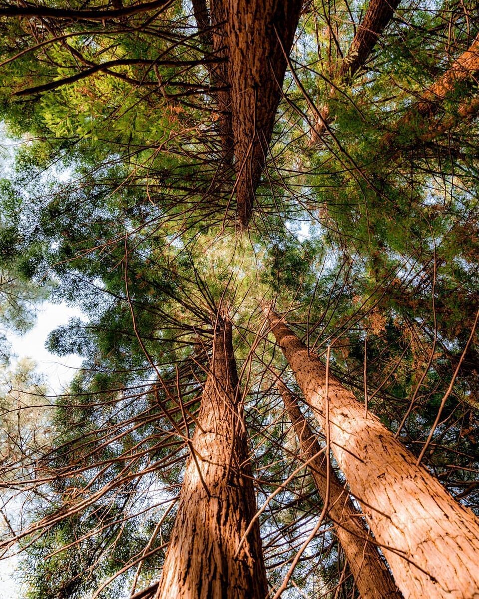 Так выглядет секвойя