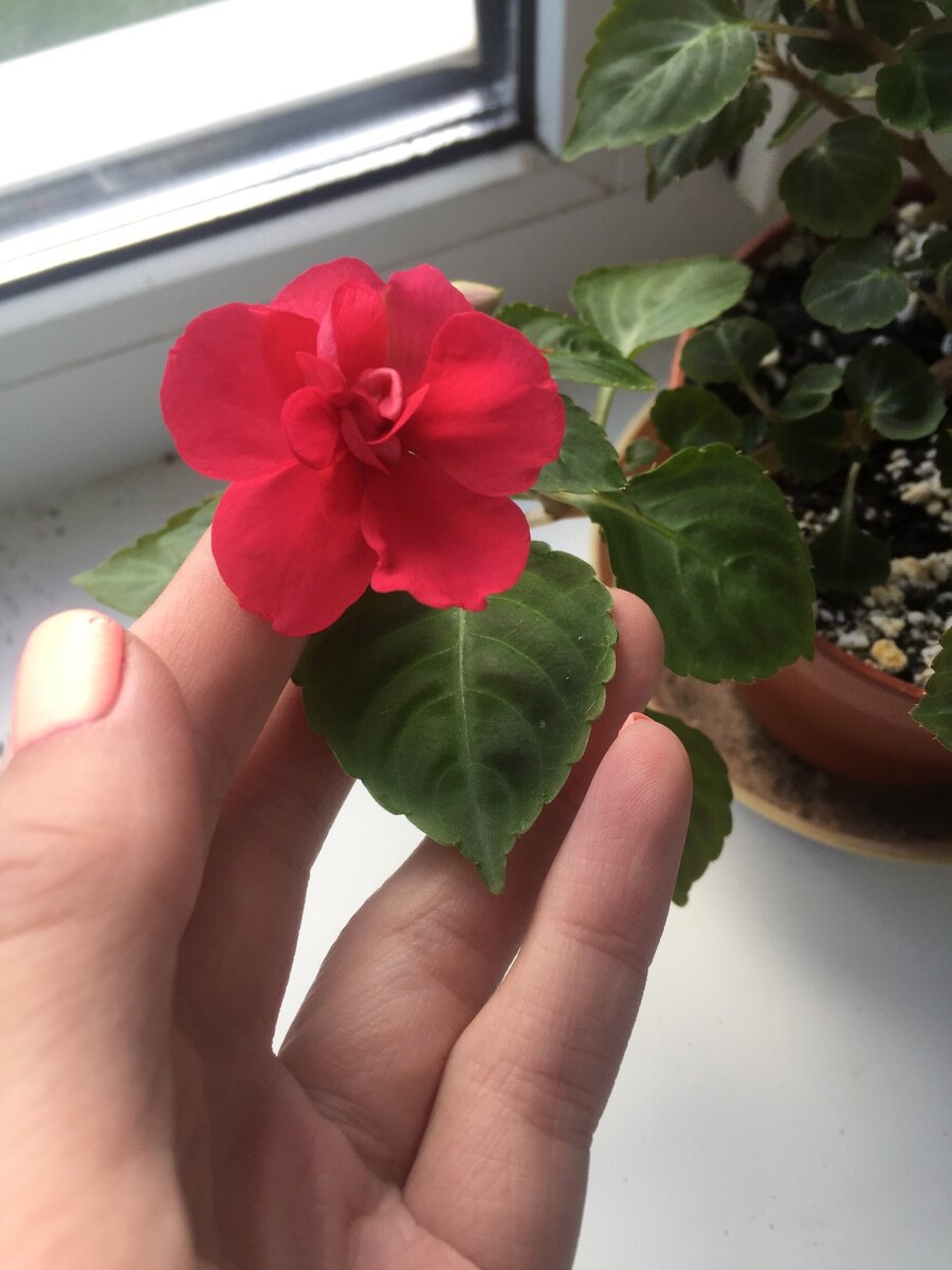 О том, что окраска цветка не соответствовала заявленной сортом, я умолчу