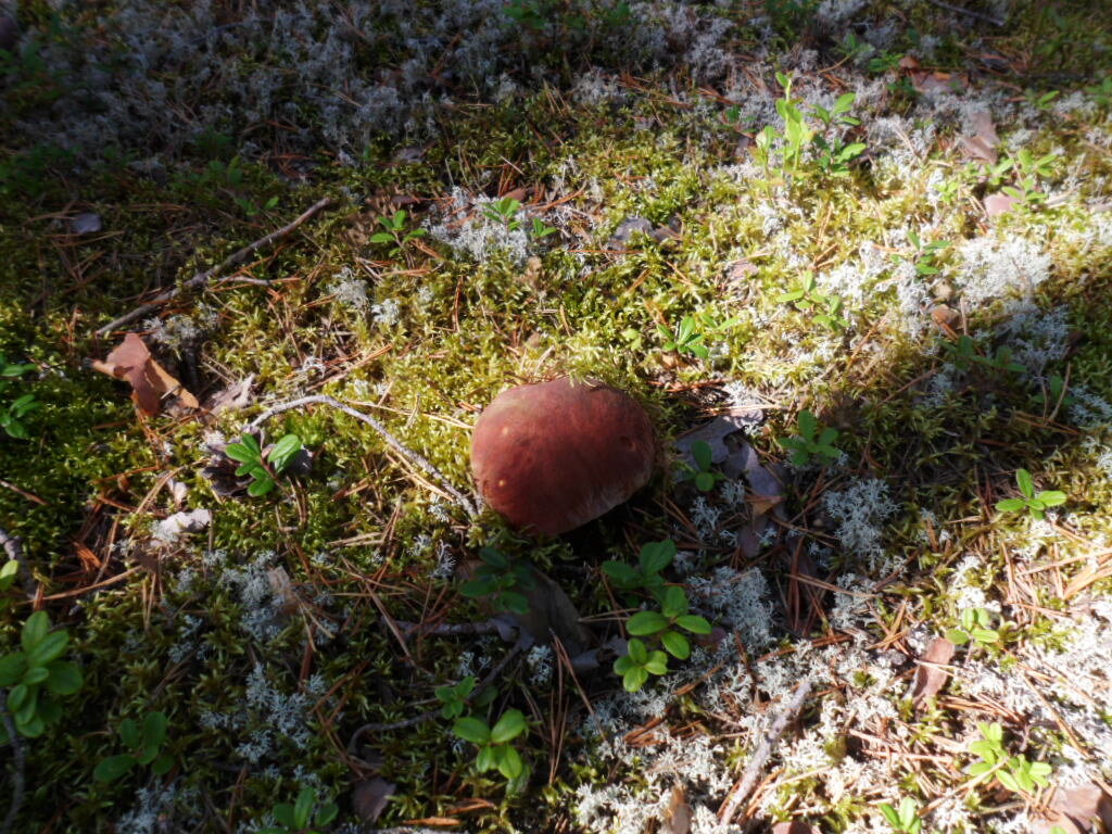 Белые пошли...