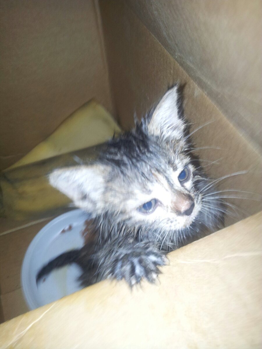 Реального фото не сохранилось. Фото взято из интернета.