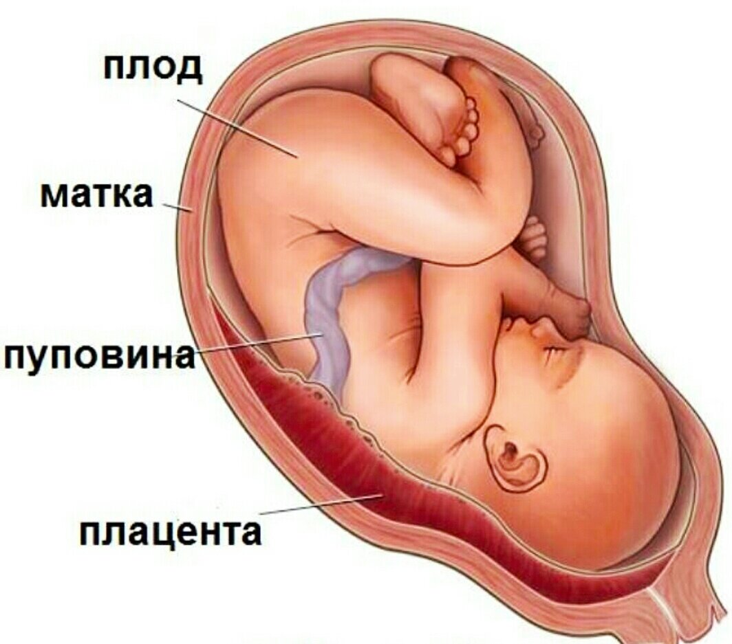 Подпишите самостоятельно на рисунке следующие органы плацента пуповина матка