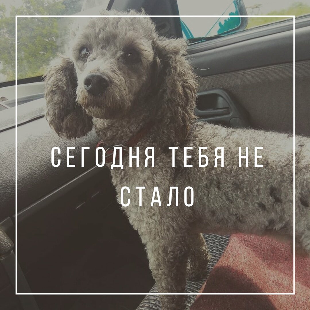 Сегодня тебя не стало,
Мой ласковый, добрый друг.
Я часть себя потеряла
И ты не согреешь рук.
