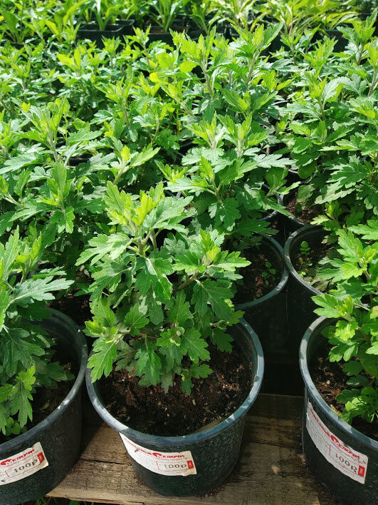 Черенки хризантем в горшке