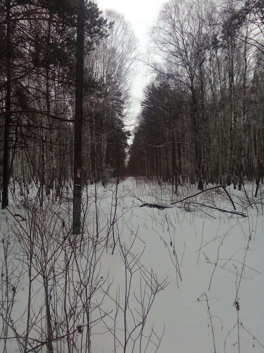 Ещё одна старая дорога. Она шла, скорее всего, к Андреевскому разрезу или Ольгинскому кордону.