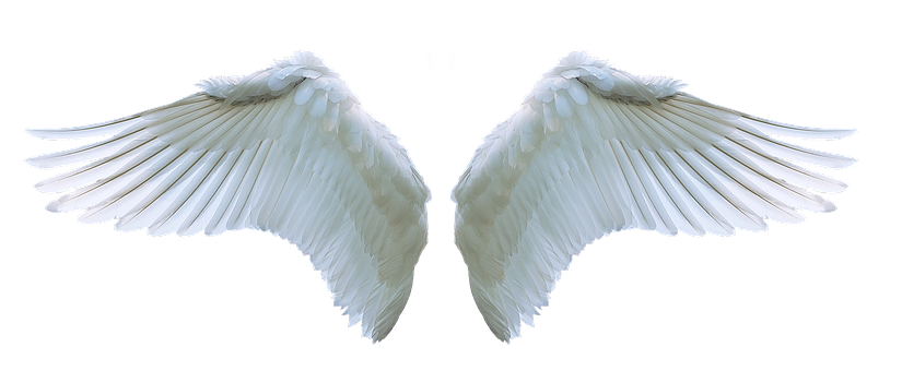 https://pixabay.com/photos/wing-angel-swan-white-swing-3303028/ 
