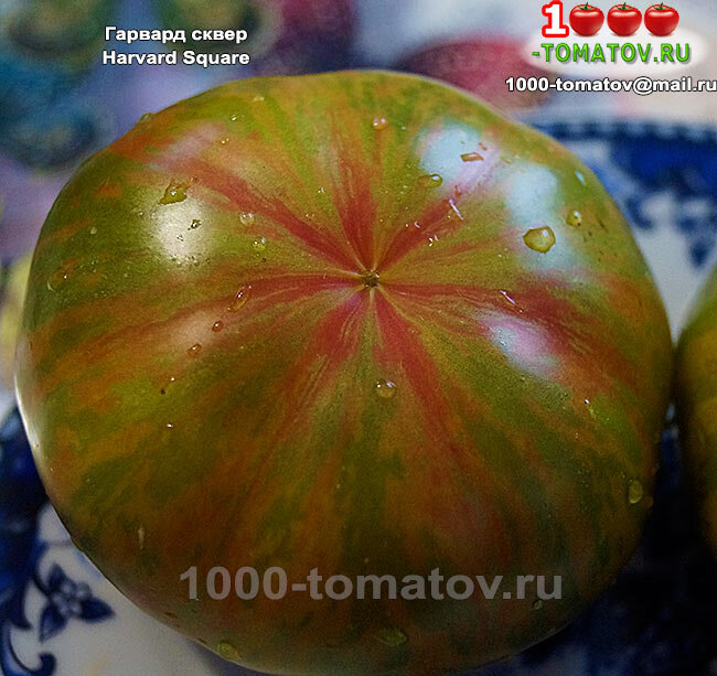 Томат Гарвард сквер  фото 1