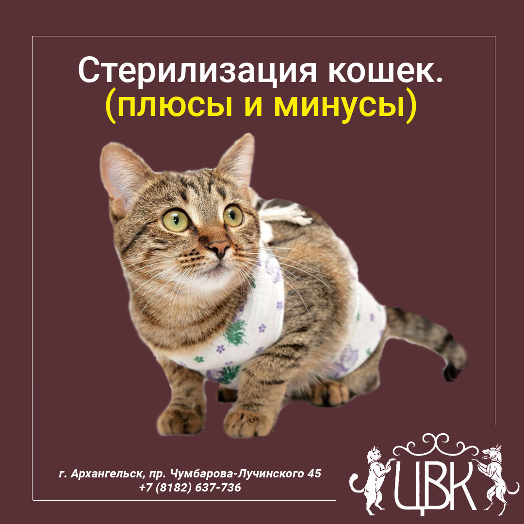 Стерилизация кошек – плюсы и минусы проведения процедуры