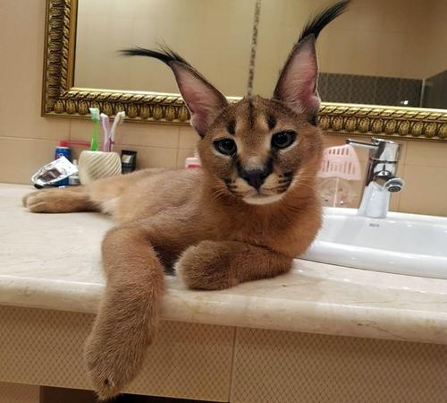 Взято из интернета