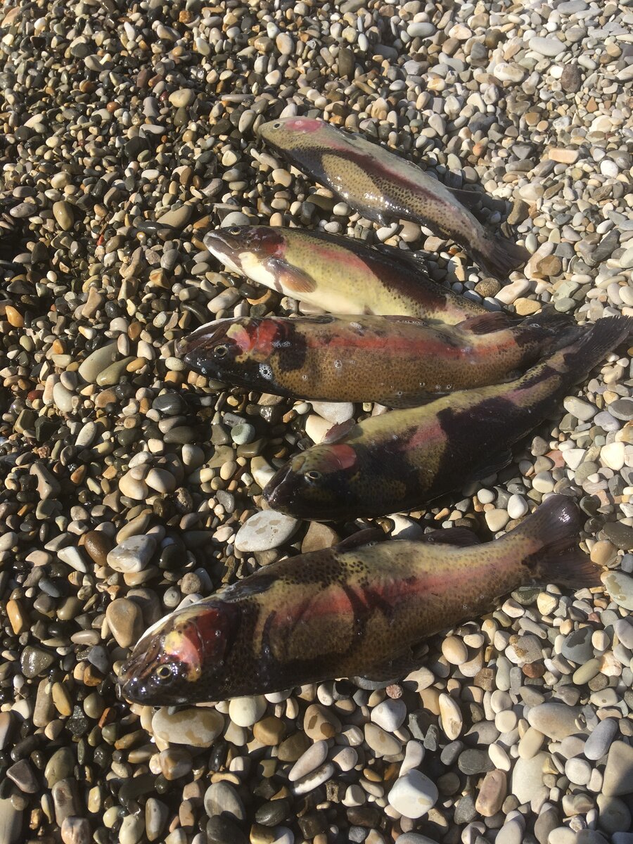                        Радужная форель