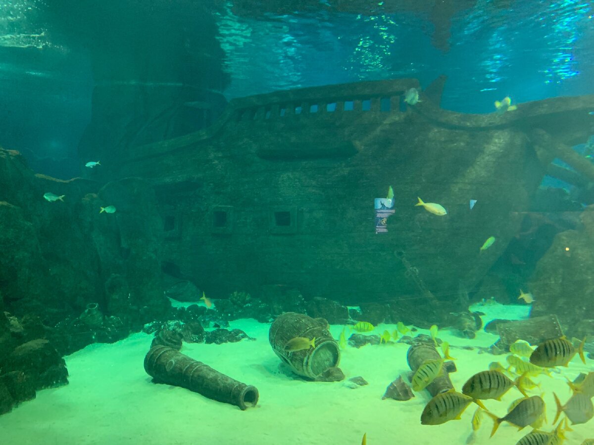 Затонувший корабль Адлер Сочи. Океанариум «океан парк». Океанариум Небуг. Океанариум Адлер Церетели. Океанариум уральская ул 98 11 краснодар