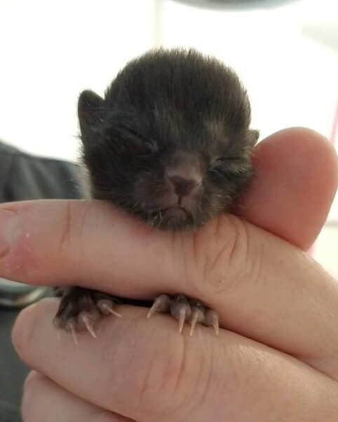 Фото: Ellen Carozza @thecatlvt