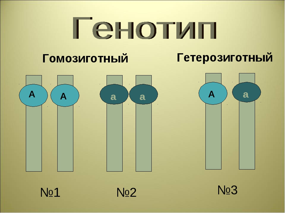 Гетерозиготный признак. Гомозиготные и гетерозиготные организмы это. Гетерозиготный генотип. Гетерозиготный организм это. Гомозиготный генотип.