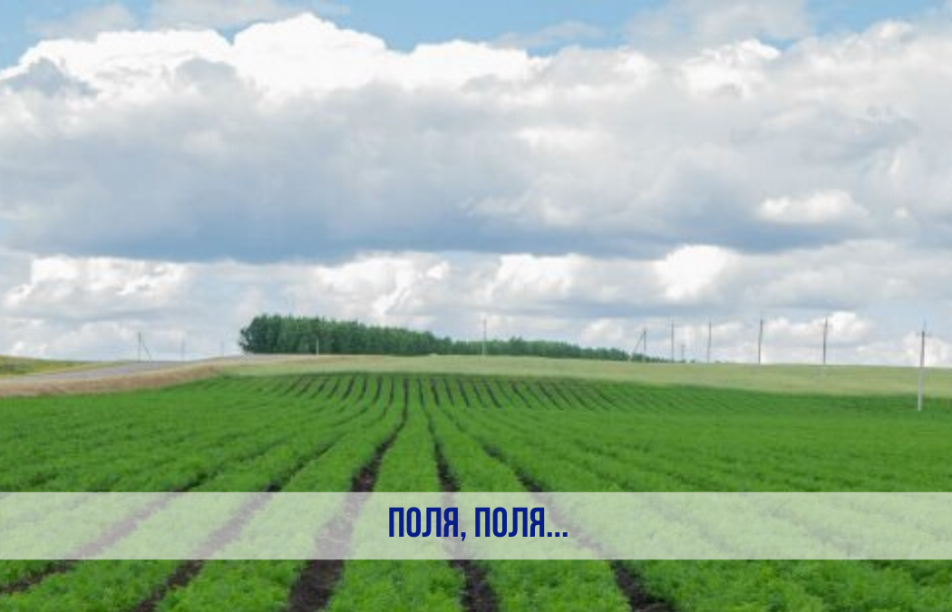 Бескрайние поля