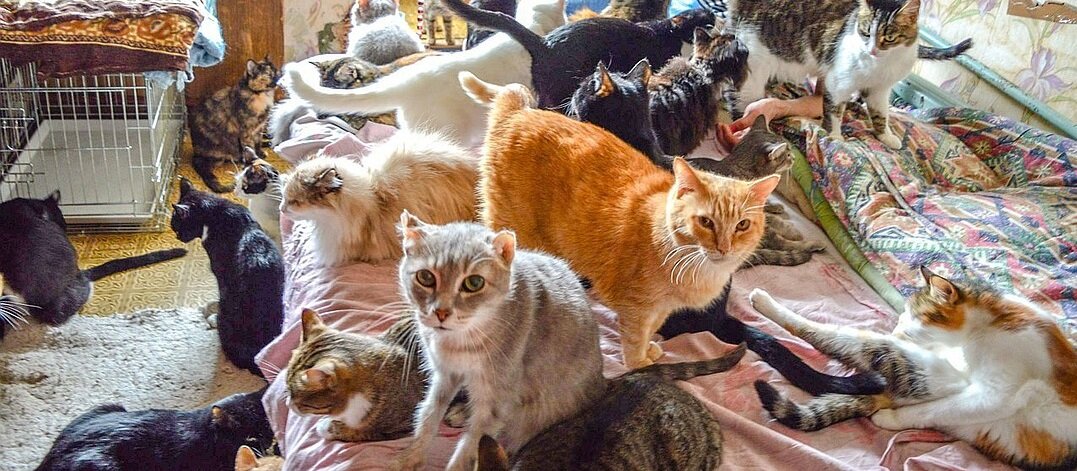 Кошки