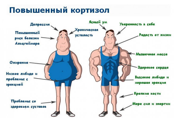 Кортизол - статья лаборатории ДНКОМ