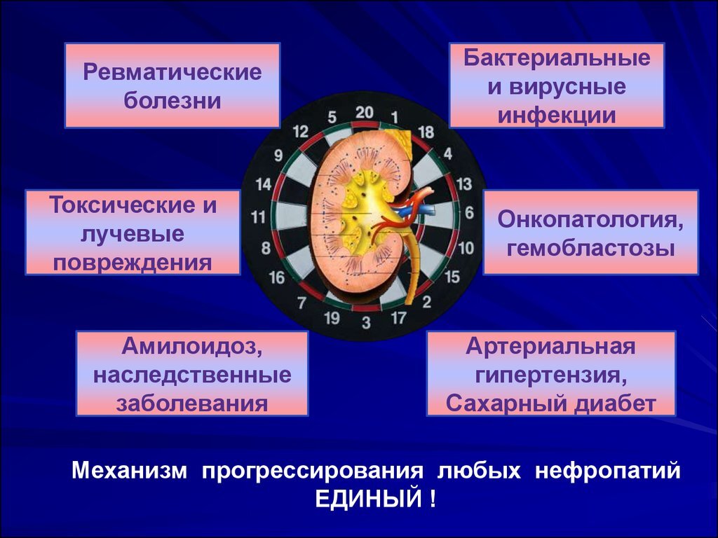 Белковая диета - яд для ваших почек | ESTET-PORTAL | Дзен