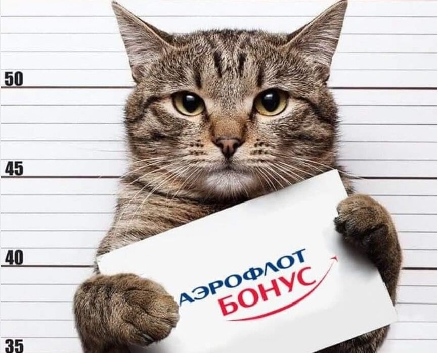 Автор изображения: Роман Соколов