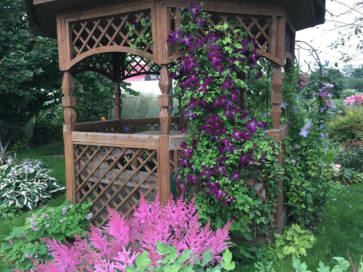Клематис на перголе Clematis