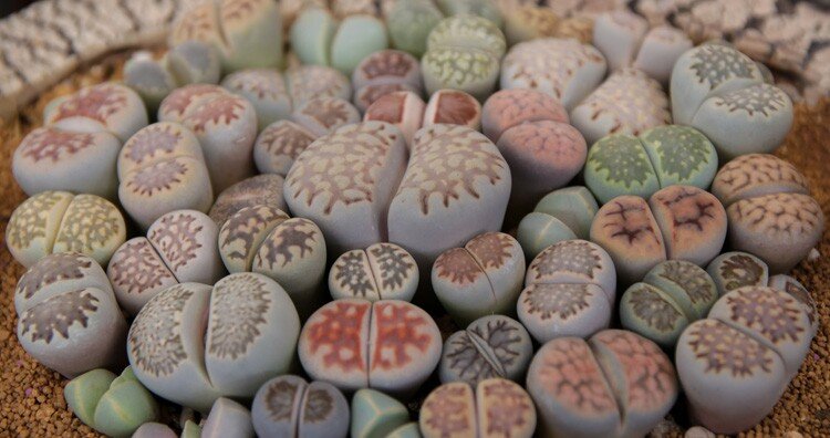 Lithops