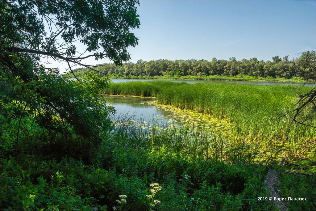 Донская старица