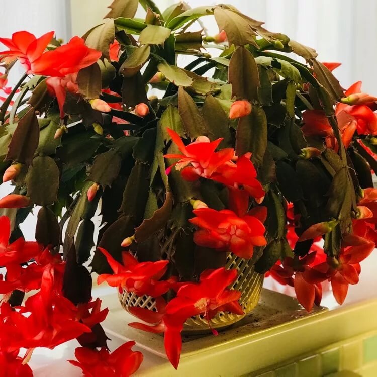 источник фото: gardentags.com