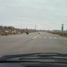 Даже бараны - по переходу! Это совсем не Вторая Продольная. Личный архив.