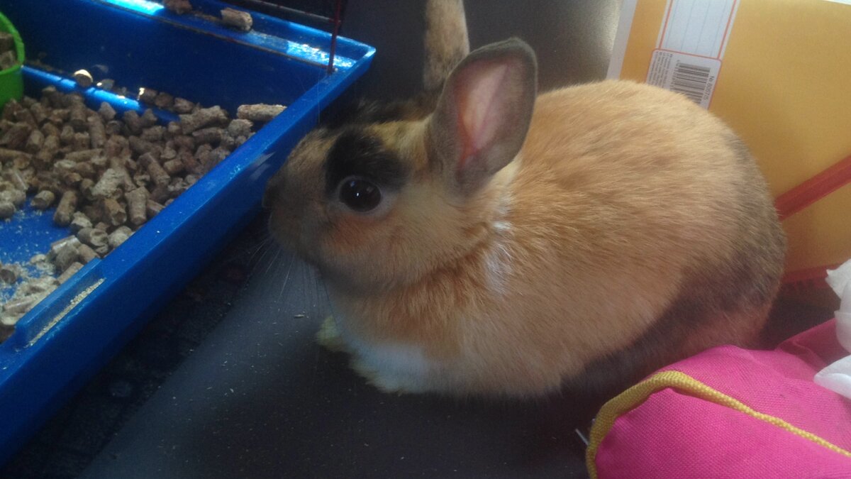 Личное. Йося собственной персоной.