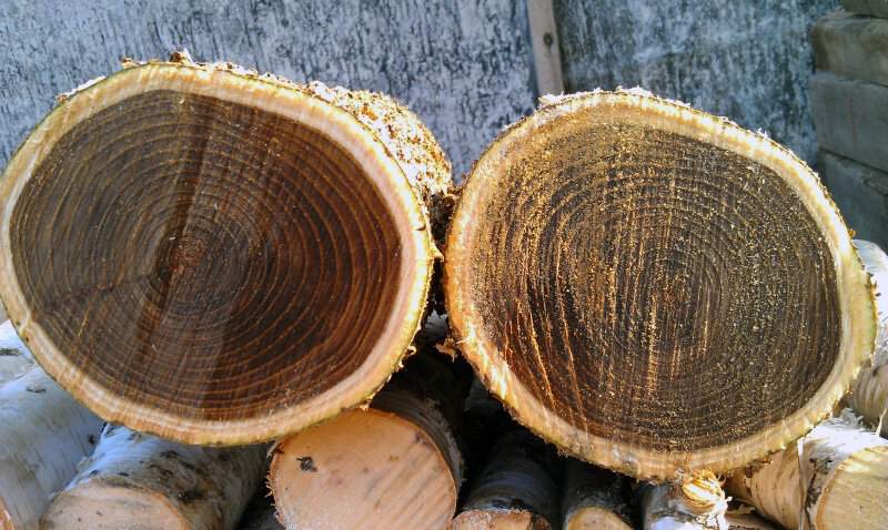А Вам известны 7 самых дорогих видов древесины в России?