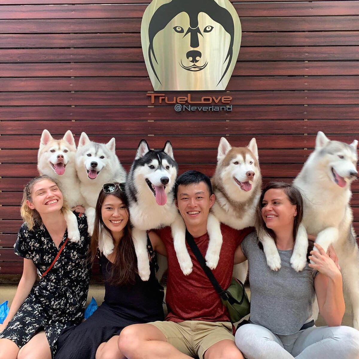 И в Австралии есть северные собачки