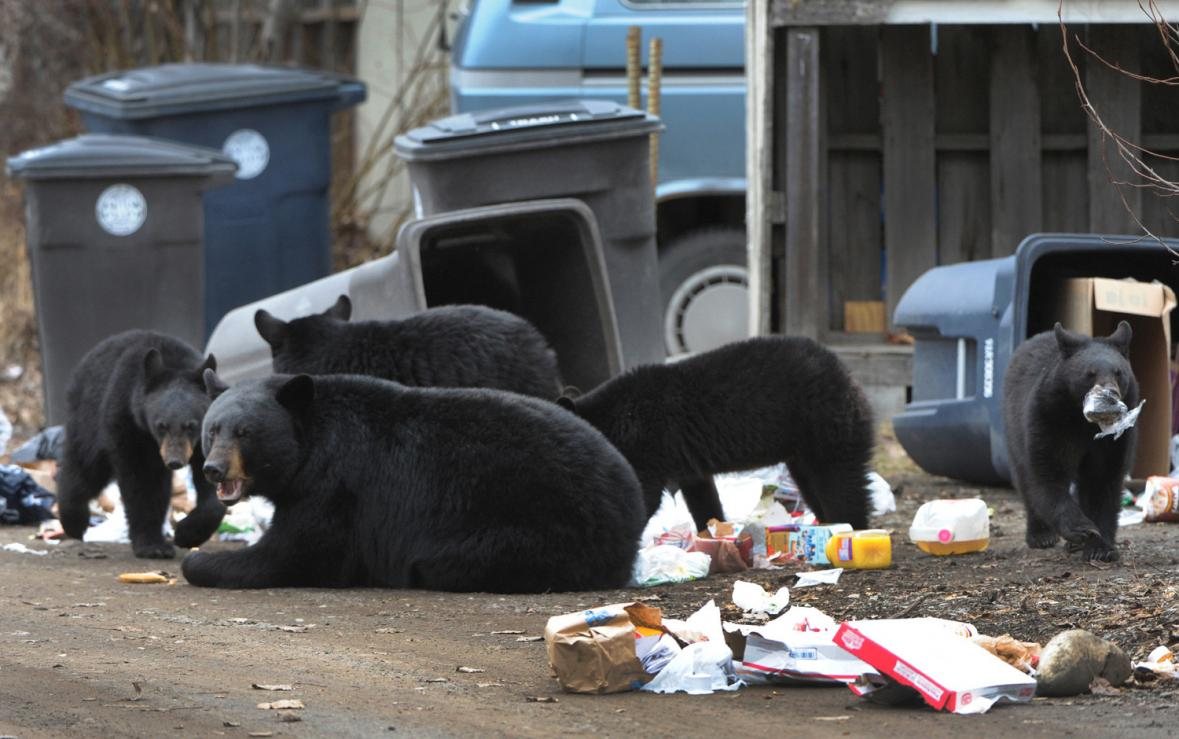 Есть ли медведь людей. Медведь в городе. Дикие животные в городе. Медведь роется в мусорке.