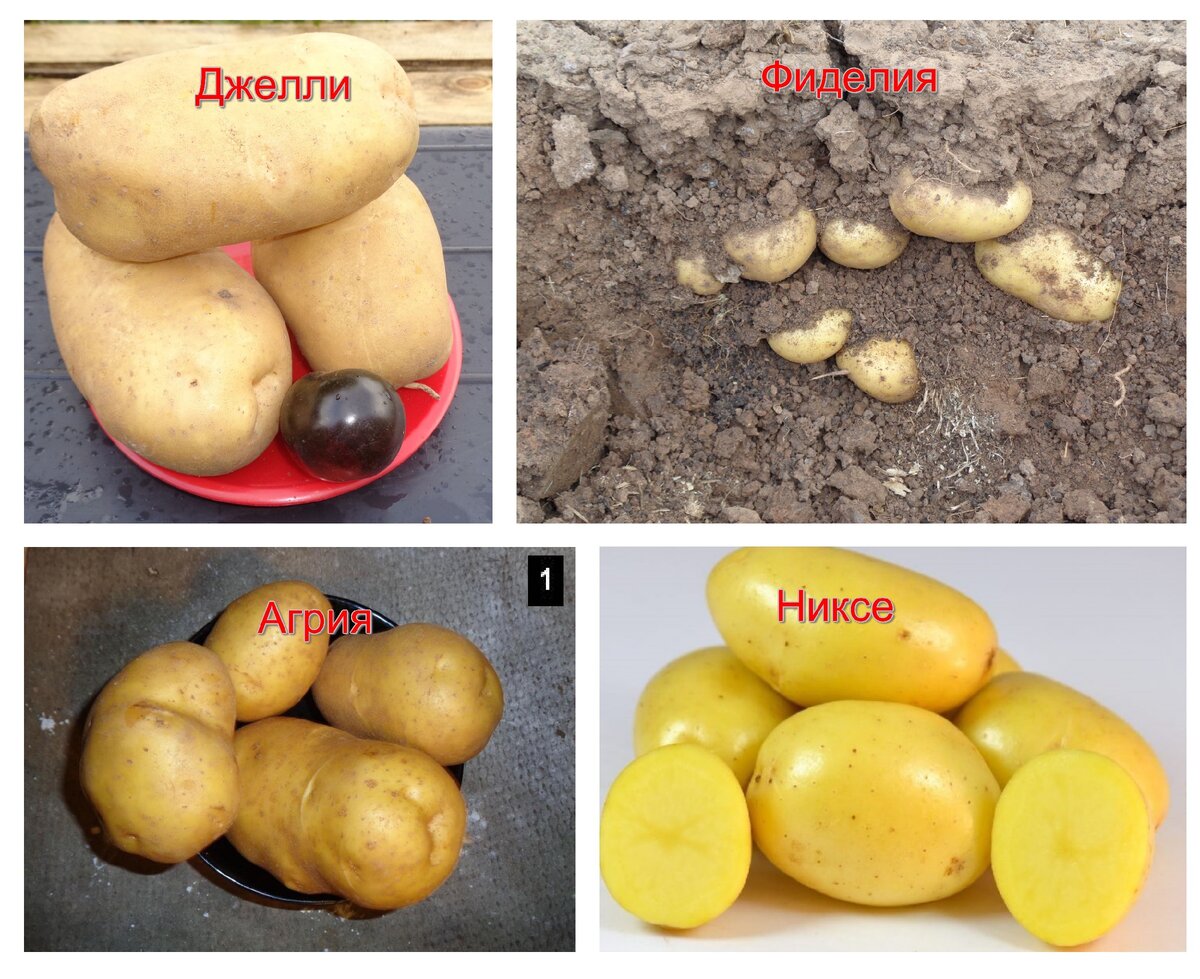 Картофель диво описание сорта фото отзывы. Картофель держава разваривается или нет.