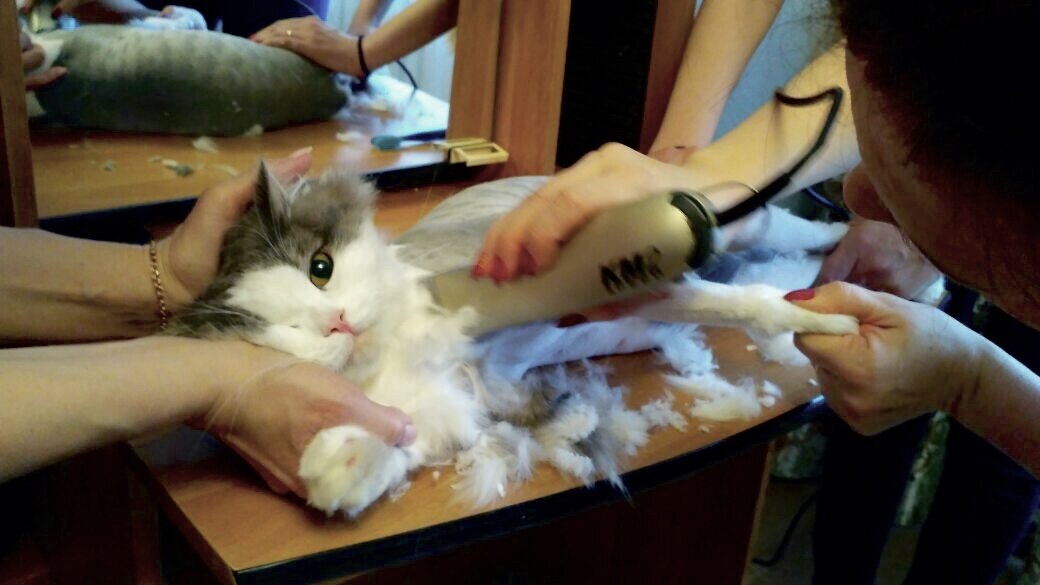 Дома можно все). Груминг.