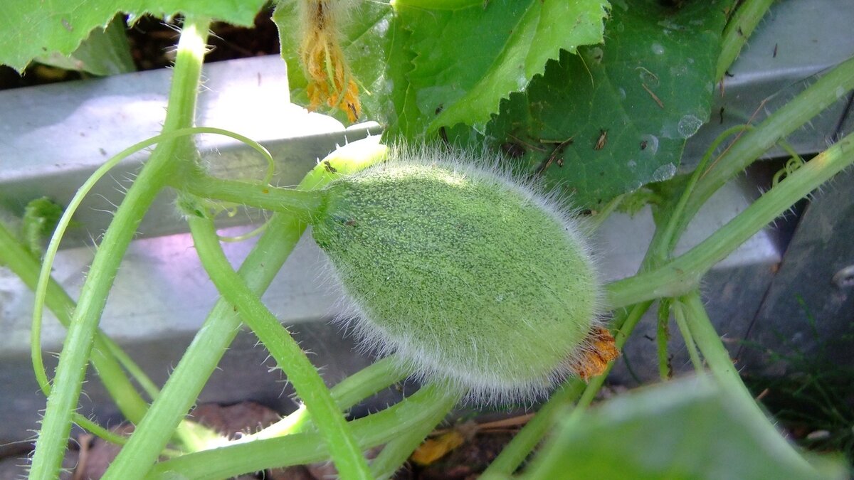 арбузы и дыни в теплице. арбузы дыни в теплице. дыни в теплице из поликарбоната. арбуз огонек завязей. арбуз в теплице в подмосковье.