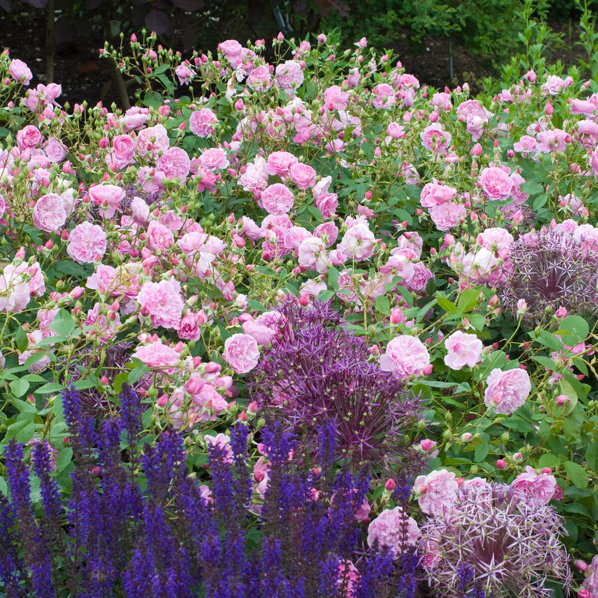 Роза Harlow Carr, фото www.davidaustinroses.com