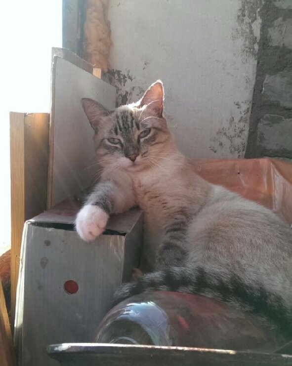 - Нешто я не депутат?
