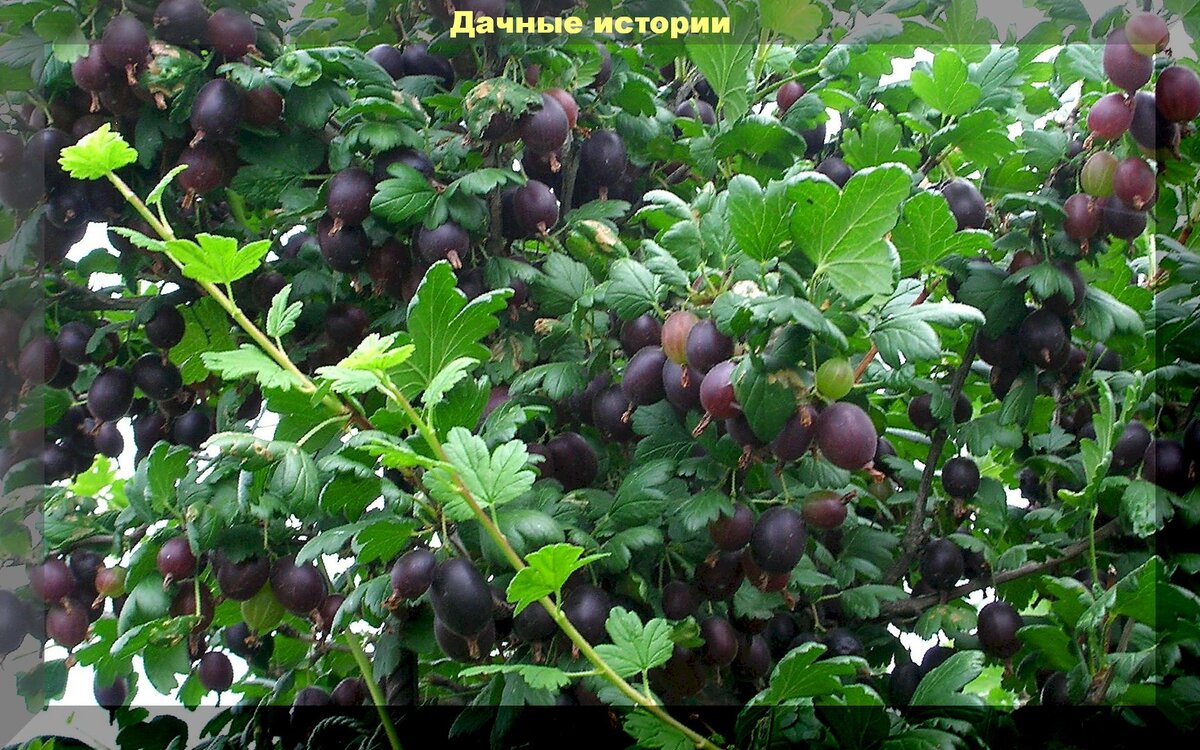 https://vk.com/photo-159774511_457243454