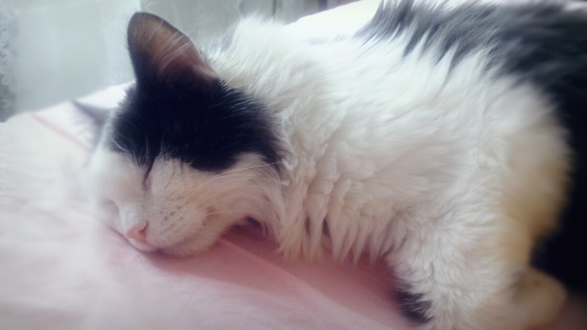 Многие считают, что кошке нужно только спать, есть и ходить в туалет, но это не так! 