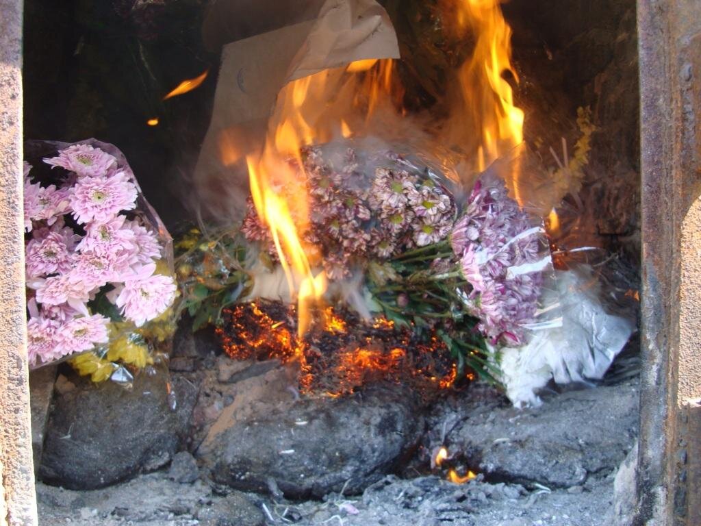 поджёг цветок. сжиган с цветами. сожженный цветок. горящий цветок. горящие розы.