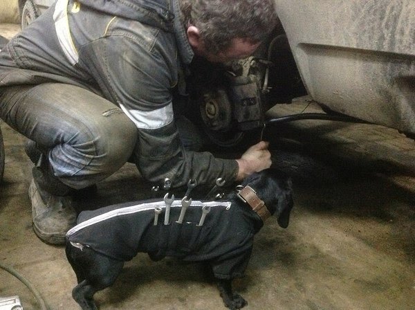Собачка всегда помогает своим «старшим» коллегам.