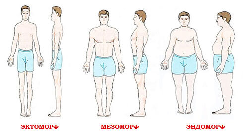 Типы телосложений. Фото взято на просторах интернета.