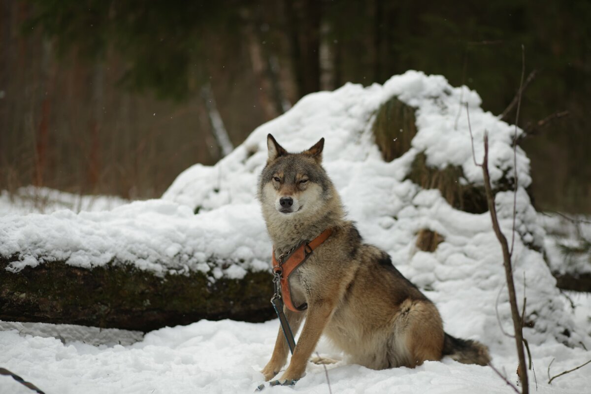 Домашний волк | Заметки Wolf - Тренера | Дзен