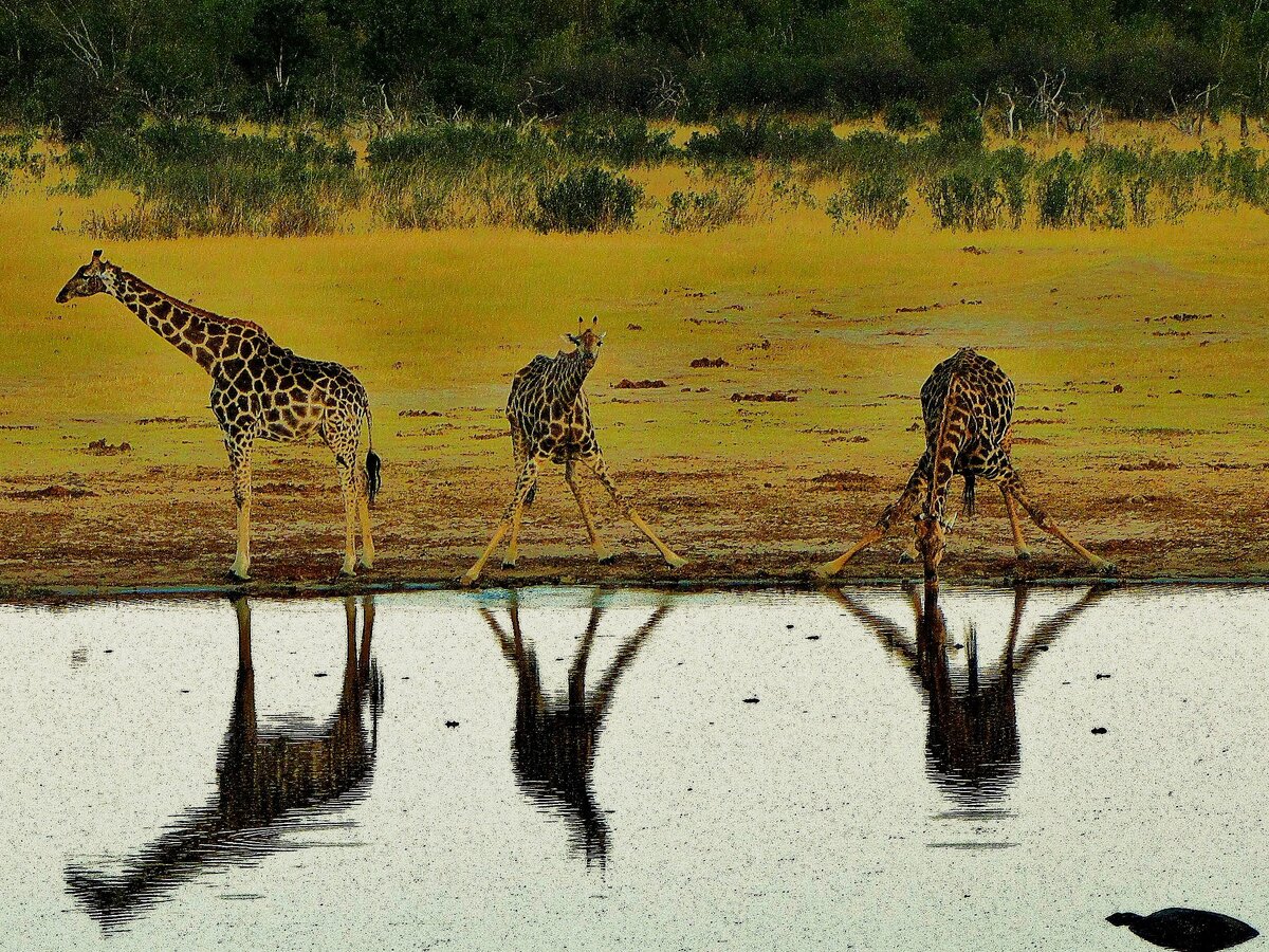 Какие в редколесьях животные. Жираф в саванне. Хищнике на водопое в саванне. Жирафы в саванне. Жирафы на водопое.