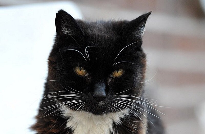 Крим Пафф - кошка-долгожитель (фото Яндекс.Картинки)